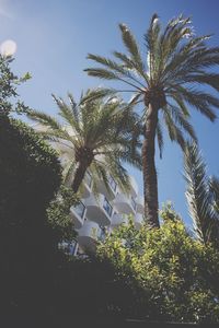 Low angle view of trees against sky