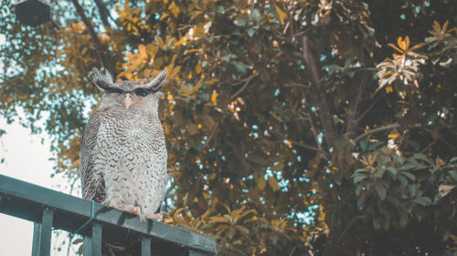 Low angle view of bird perching on tree