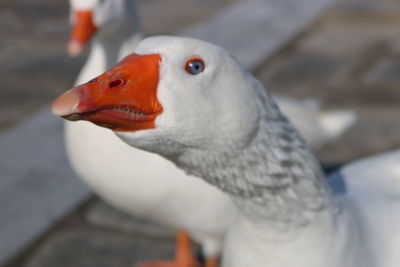 Close-up of swan