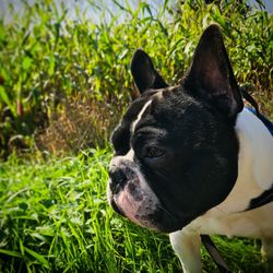 Close-up of a dog on field