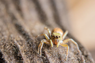 Close-up of spider