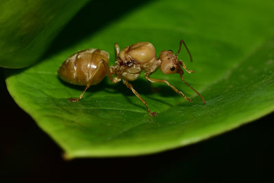 Close-up of insect on leaf