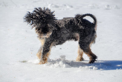 Dog running in snow