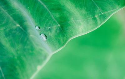 Close-up of raindrops on green leaves