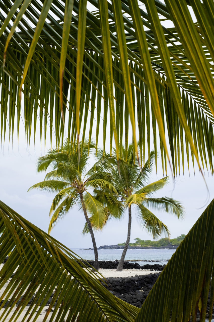 COCONUT PALM TREE LEAVES