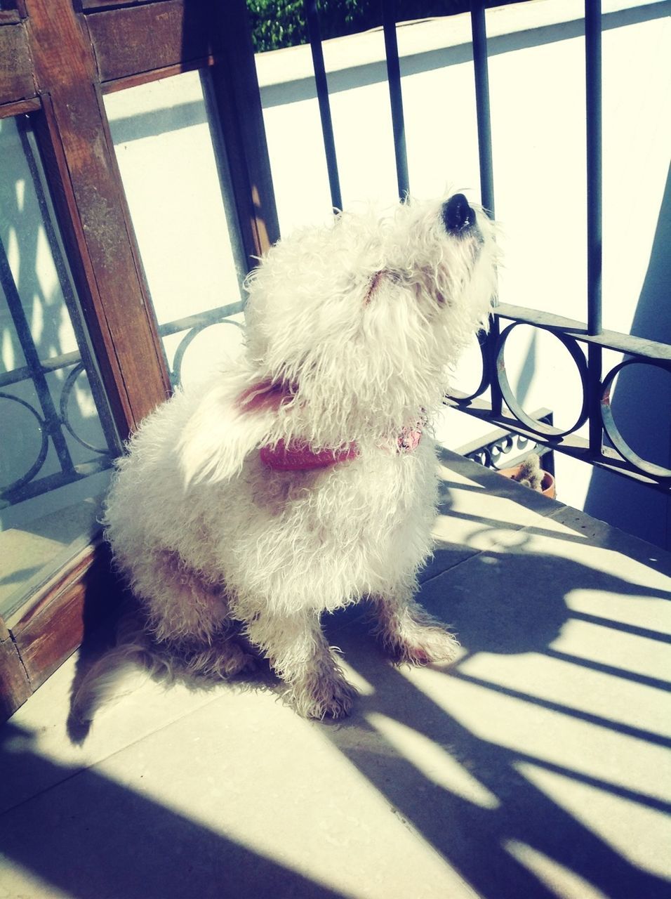 animal themes, domestic animals, one animal, pets, mammal, dog, domestic cat, sunlight, sitting, indoors, zoology, close-up, full length, day, shadow, feline, relaxation, cat, white color, animal head