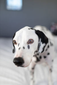 Close-up portrait of a dog