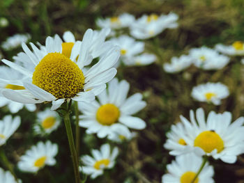 Close up of daisy