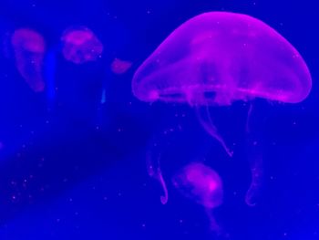 Close-up of jellyfish in water