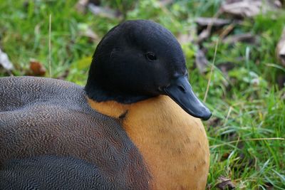 Close-up of an animal on field