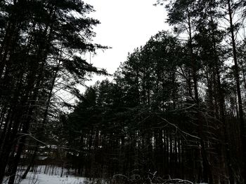 Low angle view of trees in forest against sky