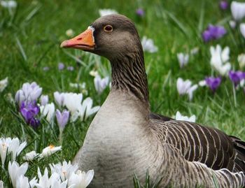 Close-up of bird on grass