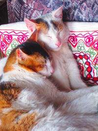 Cat sleeping on bed