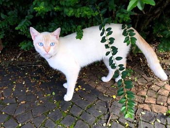 Portrait of cat sitting outdoors