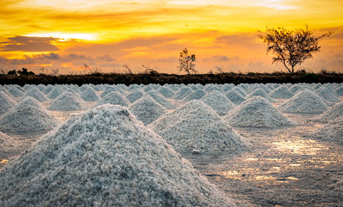 Salt farm in the morning with sunrise sky. organic sea salt. iodine salt.