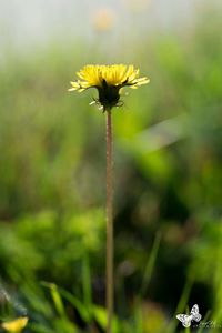 Close-up of yellow flowering plant on field
