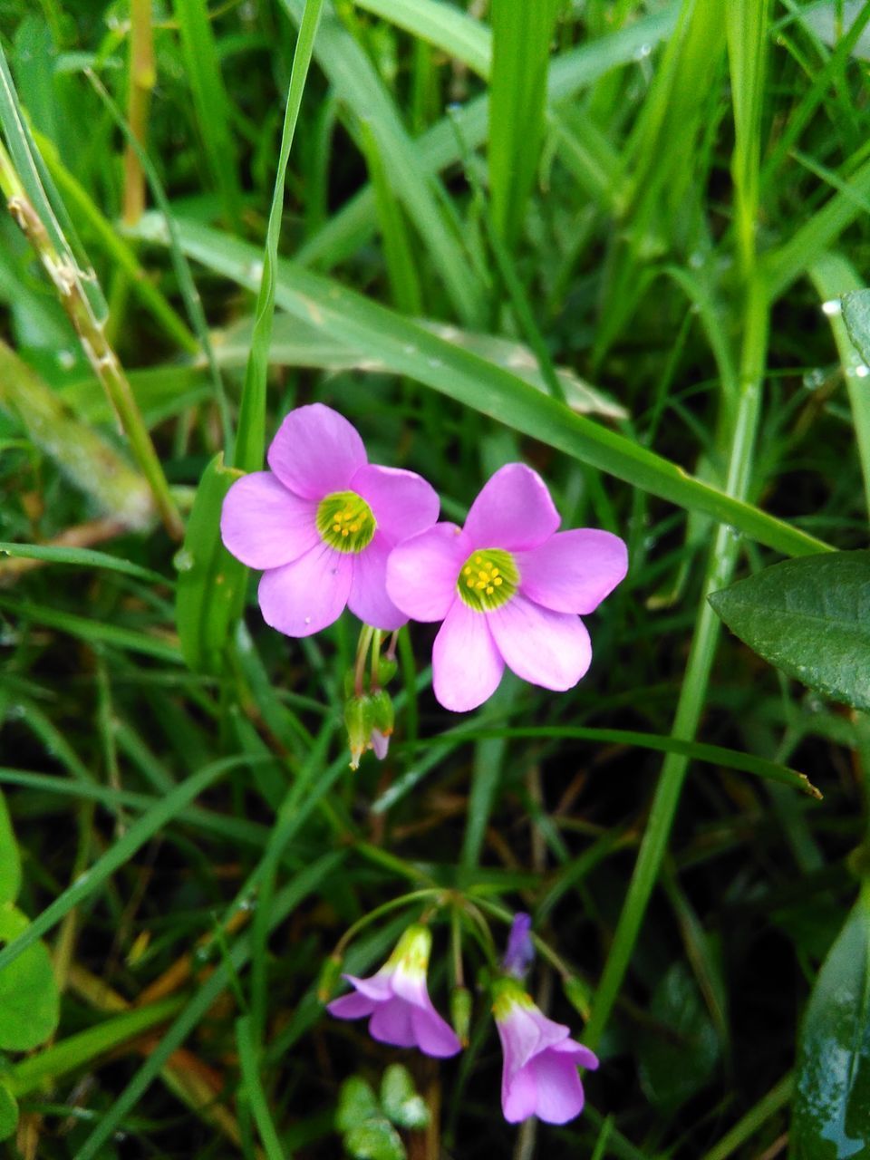 CLOSE-UP OF PINK FLOWERING PLANT ON FIELD