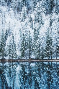 Pine trees in forest during winter