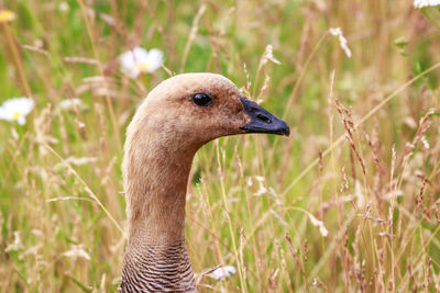 Close-up of duck on field