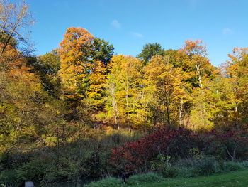 Trees in forest during autumn