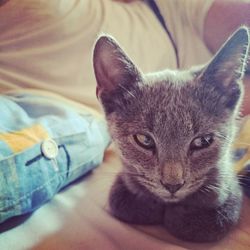 Portrait of kitten sitting on bed at home