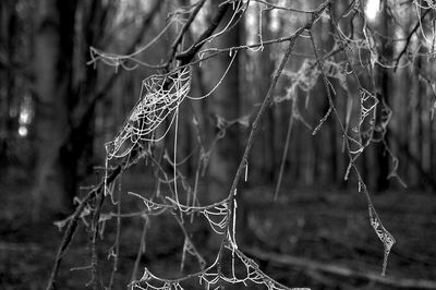 Close-up of spider web on tree during winter