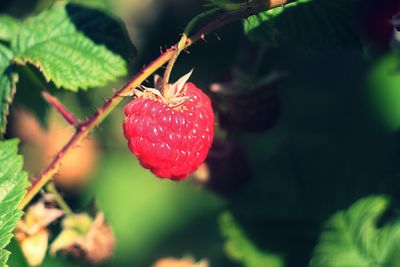 Close-up of strawberry growing on plant