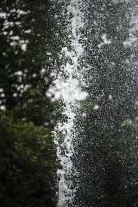 Full frame shot of wet plants during winter