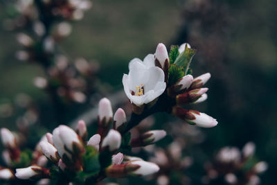 Close-up of white flowering plant