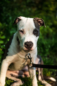 Close-up portrait of a dog