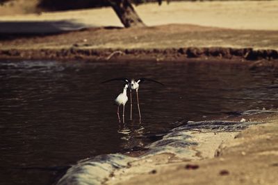 View of a bird drinking water