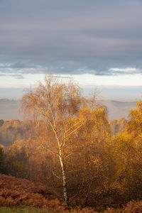 Plants growing on land against sky during autumn