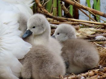 Close-up of newborn cygnets on their nest