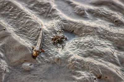 Full frame shot of starfish on beach