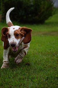 Portrait of dog on field