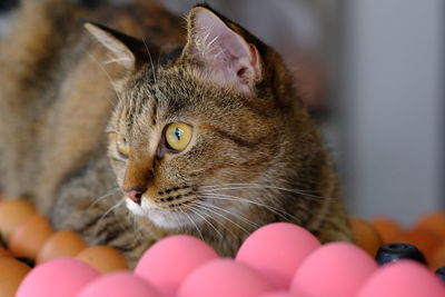 Close-up of cat looking away