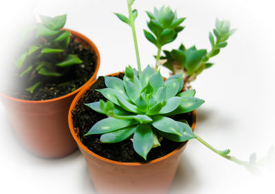 Close-up of potted plant