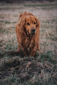 Close-up of dog on field