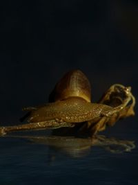 Close-up of turtle in sea