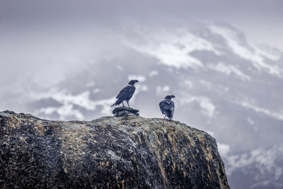 Birds perching on rock