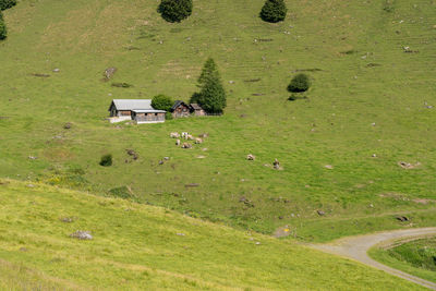 View of sheep grazing in grassy field