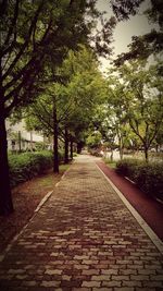 Footpath amidst trees against sky