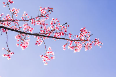 Low angle view of pink cherry blossoms against sky