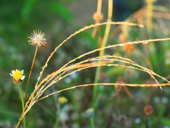 Close-up of flowering plant on field