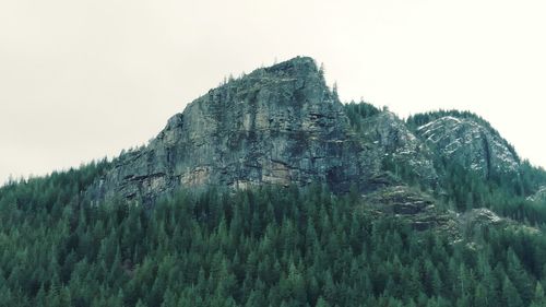 Scenic view of pine trees against clear sky