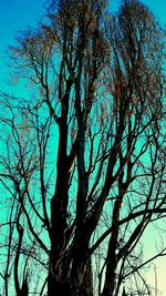 Low angle view of bare tree against blue sky