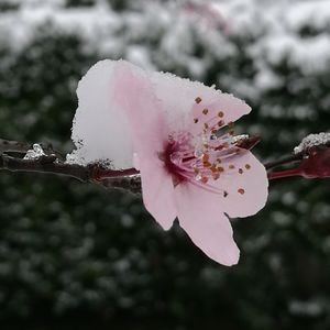 Close-up of pink flowers on branch