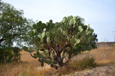 Plants growing on land against sky