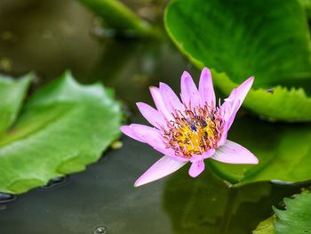 Close-up of pink lotus water lily in pond