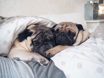 Close-up of dogs sleeping on bed at home
